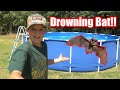 Bats In My Pool