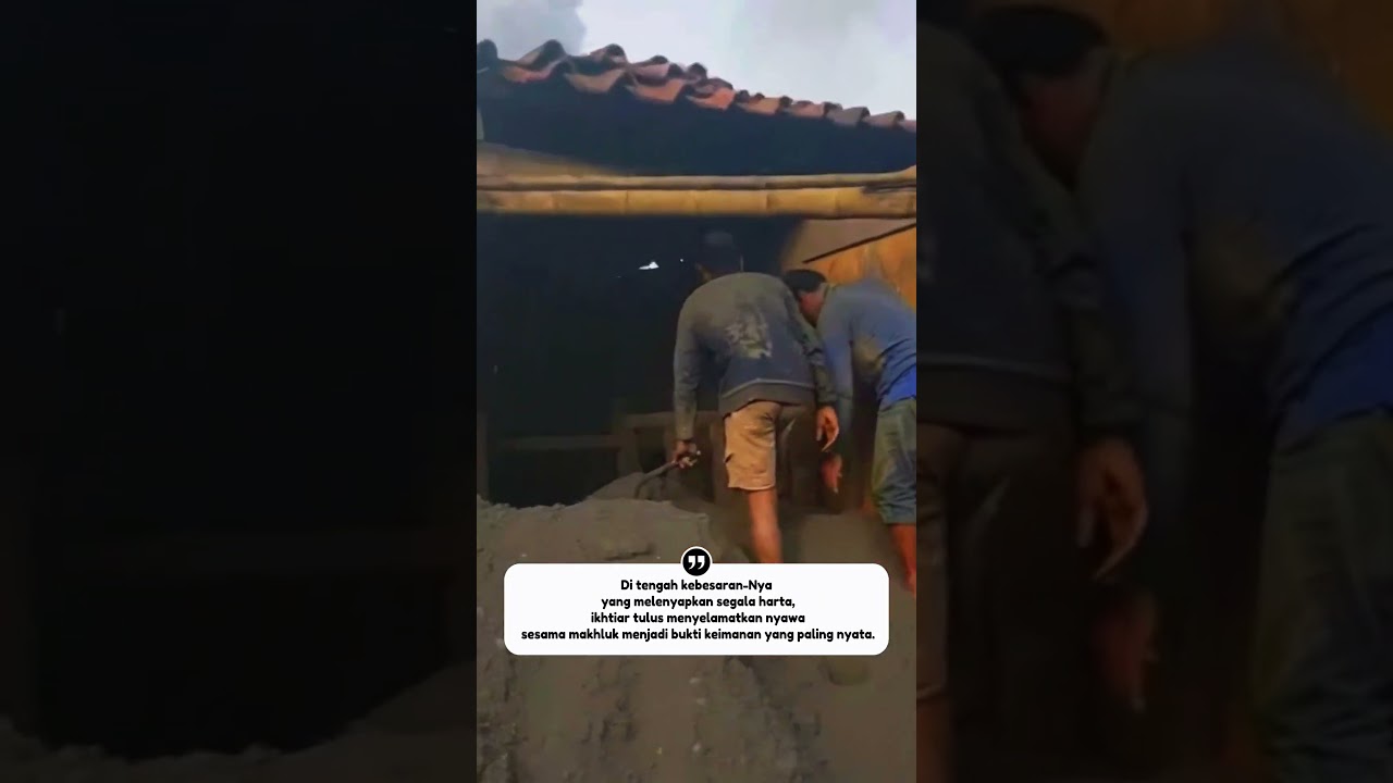 IMAN DIUJI! Detik-Detik Dramatis Penyelamatan Sapi dari Amukan Abu Vulkanik