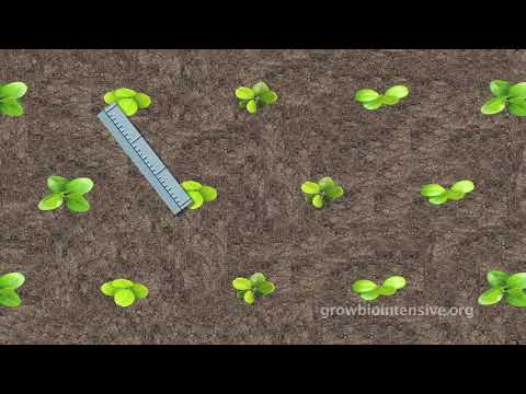 Sesión 4: Cultive Biointensivamente una guía para principiantes: Trasplantar las plantulas