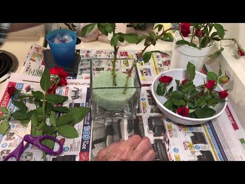 download lagu mp3 mp4 Old Fashioned Cut Flowers, download lagu Old Fashioned Cut Flowers gratis, unduh video klip Old Fashioned Cut Flowers