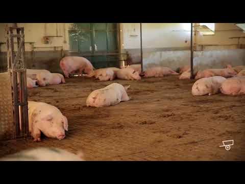 Cercatori di LavOro |  l'Azienda Agricola Mulinello S r l