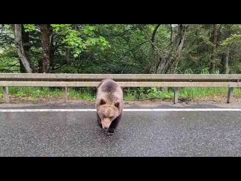 Întâlnire cu ursul în zona Ojdula Covasna
