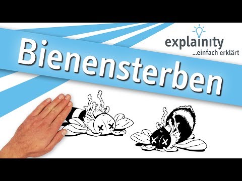 Bienensterben – einfach erklärt