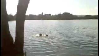 preview picture of video 'Mugdock Country Park with swimming with Eva my German Shepherd pup and Mollie the Collie.'