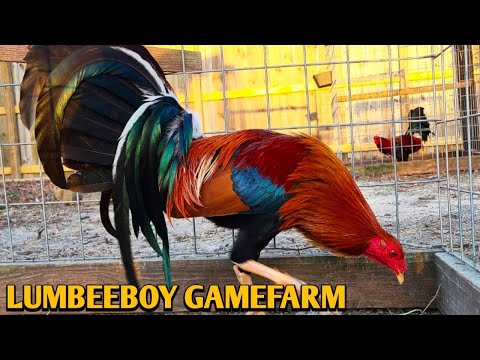 Sweater Yellow leg hatch Kelso - LUMBEEBOY FARM