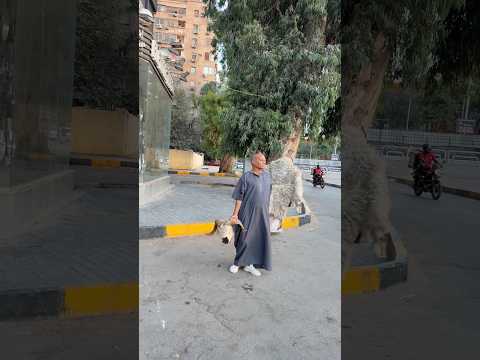 مقلب الخروف هرب😂 #foryou #funny #viral #comedy #viralvideo #shortvideo