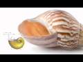 The Mathematics Of Sea Shells