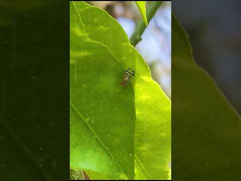 Flies #insects #entomology #flyfishing #flytying #flylife #diptera #naturephotograpy