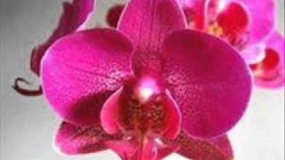 Bunga Anggrek - Broery Marantika Feat Emillia C (Mega).wmv