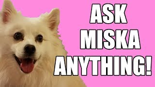 Talk to a Dog! Ask Miska Anything LIVE!  Babyteeth More