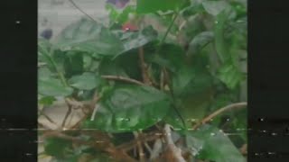 Download lagu How To make VHS  effects in Kinemaster mp3