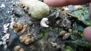 preview picture of video 'Playing with Crabs- Bainbridge Island, WA'