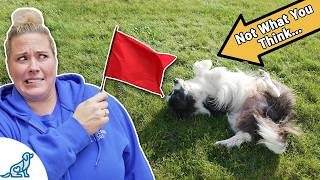 Stop Calling These 🚨 RED FLAGS 🚨 "Cute" Dog Behaviours