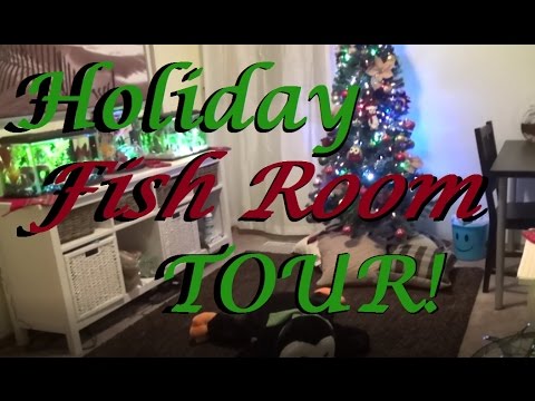 FULL HOLIDAY FISH ROOM TOUR!
