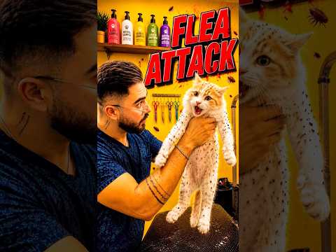 He was covered in fleas 👹😳 but the ending is pure peace 🤍 #catshorts #pet #catvideo #grooming