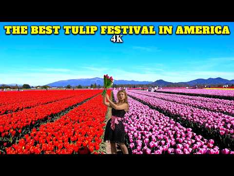 Skagit Valley TULIPS FESTIVAL 2025 🌷 Stunning ROOZENGAARDE Tulip Fields in Full Bloom | Mount Vernon