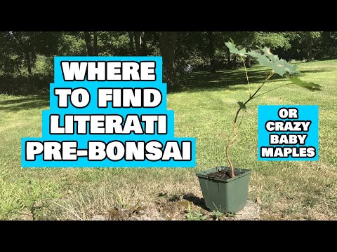 Where to Find Literati Bonsai or Pre-Bonsai Material - Twisted Trunk Maple