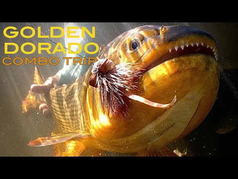 Golden Dorado Combo Trip- Suindá and Pirá Lodge by Nervous Waters