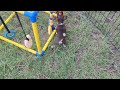 Chihuahua dogs for sale: Charlie Brown Smooth Coat  - Video 4