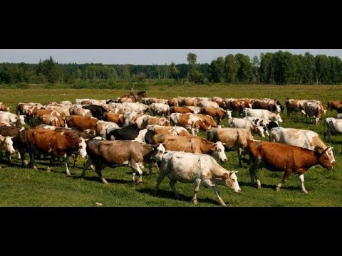 La Mandria di mucche fa catturare un ricercato