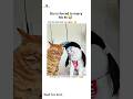 First Time Watching A Orange Cat So Disappointed