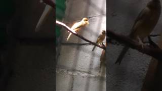 Download lagu Kenari merayu mp3 Download lagu Kenari merayu mp3