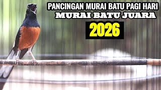 Download lagu MASTERAN MURAI BATU PAGI HARI FULL TEMBAKAN MEWAH BONGKAR MATERI TERBAIK 2026 mp3