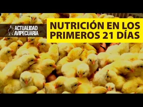 , title : 'La nutrición en los 21 primeros días del pollo'