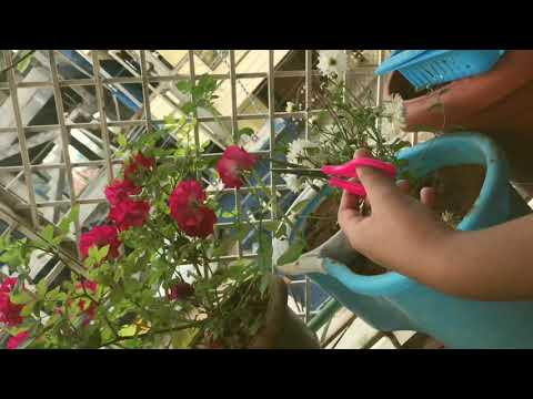 Homemade Rose Water || Suji’s garden  || Rose water is made at home with fresh flowers