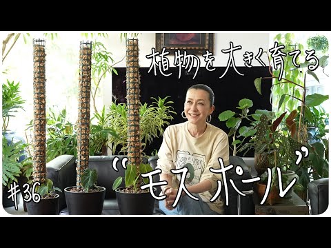 スティックパーム 植物