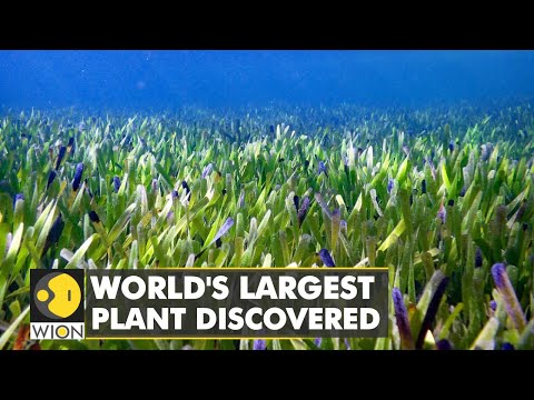 Les scientifiques pensent avoir trouvé la plus grande usine du monde | Suivi climatique WION | WION