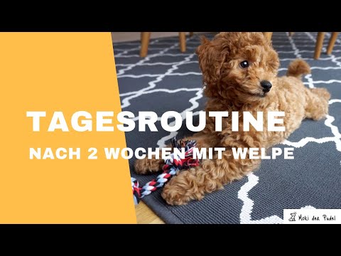 Daily routine with puppy / dog after 2 weeks - Moki the miniature poodle