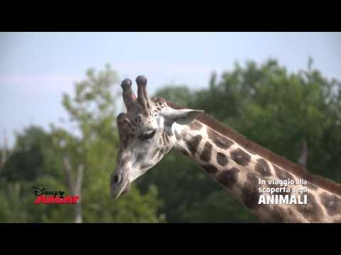 Disney Junior - Alla Scoperta degli Animali - Giraffe