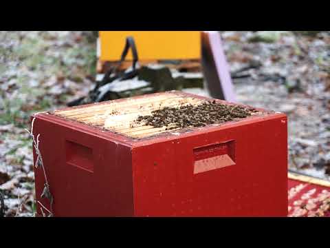 Oksalsyre behandling mot Varroamidd