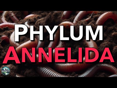 Phylum Annelida - Annelids/Segmented Worms