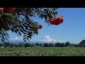 Sonya Kitchell - Here to There (HD) (11 of 17)