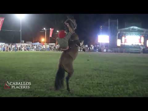 Festival de Jineteada en #CruzAlta  🇦🇷 #CaballosyPlaceres