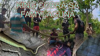 KING COBRA SA FAMYLAGUNA NANG HAHABOL NG FARMER