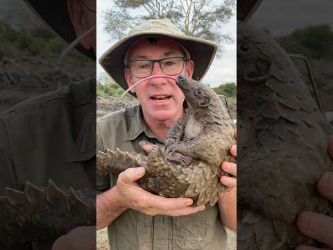How amazing is this Pangolin!😁 #pangolin #mozambique #funny