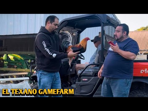 Yellow leg hatch Grey Albany - EL TEXANO FARM