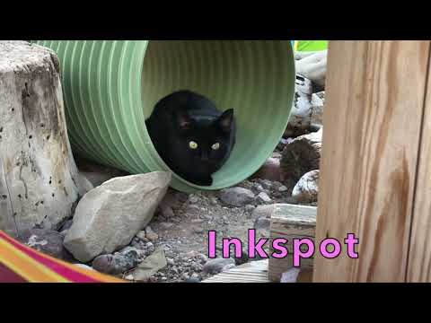 Inkspot, an adoptable Domestic Short Hair in Williamsburg, NM_image-1