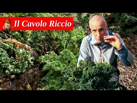 , title : 'Verdure invernali - Il Cavolo Riccio'