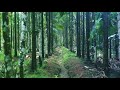 Free Stock Video - Forest Path