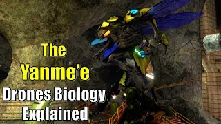 The Yanme'e Evolution and Biology Explained | Drones Buggers Flying Bugs | Halo Lore and Morphology