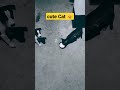 Cute Cat Dog Friendship WhatsApp Status Shorts Viral Catlover Doglover Status S2sir Short