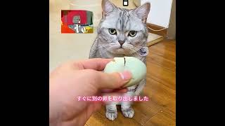 この猫が卵を産んだ  #animals #犬動画 #わんこ #いぬすたぐらむ #犬のいる暮らし