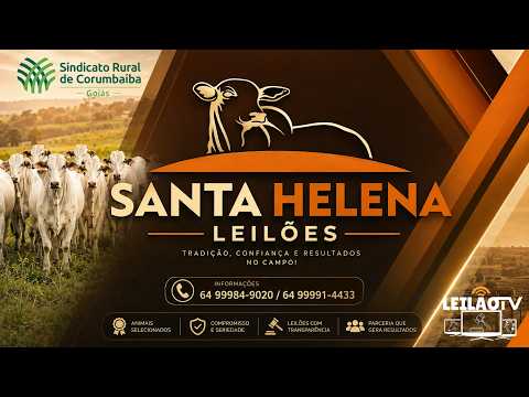 5º LEILÃO DE GADO DE CORTE - SANTA HELENA LEILÕES (Corumbaíba - GO) 27/08/26