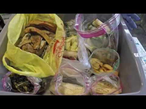 Strategic worm bin feeding plan - red wiggler vermicomposting farm