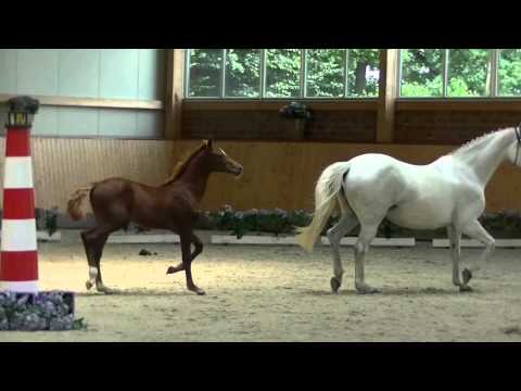 White Askari mit Cascadello I Hengstfohlen Julii 2015 b