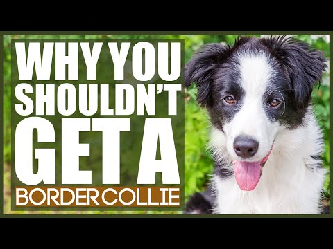 2nd YouTube video about are border collies hypoallergenic